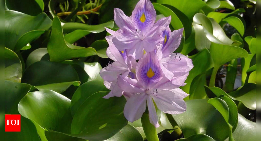 Water hyacinth: Bengal’s infamous ‘terror’ that chokes waterways yet hides powerful nutritional secrets from BP to heart health