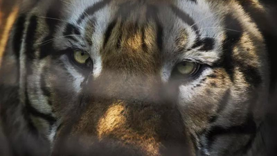 Madhya Pradesh: Carcass of 'poached' tiger found, 2 forest officials suspended; tigress, 3 cubs missing