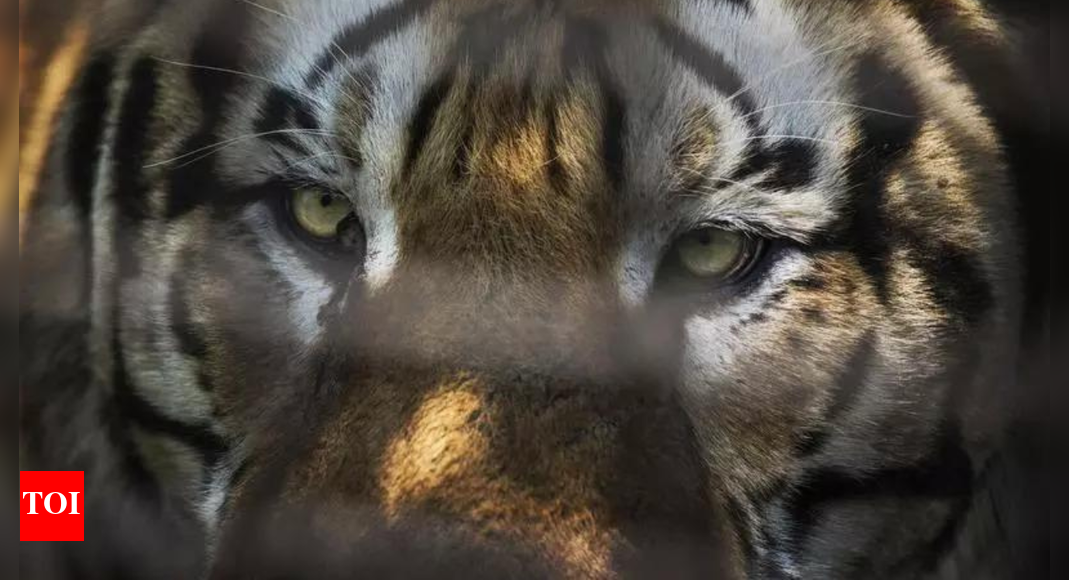 <div>Madhya Pradesh: Carcass of 'poached' tiger found, 2 forest officials suspended; tigress, 3 cubs missing</div>