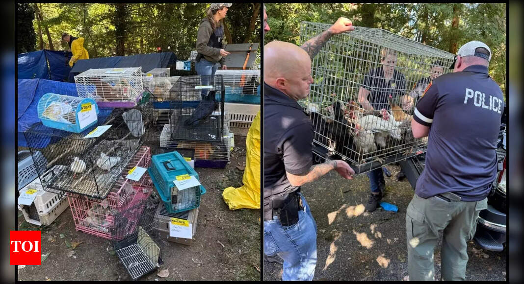 <div>'Deeply distressing': Over 200 animals, elderly woman rescued from New York home; wildlife rehabilitator arrested</div>