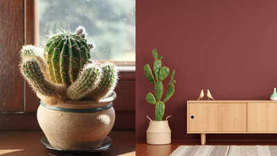 Why cacti are the perfect low-maintenance plants for your home: Benefits for health, decor, and more