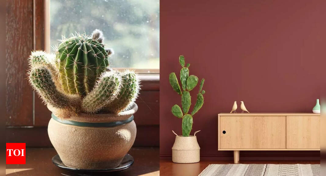 Why cacti are the perfect low-maintenance plants for your home: Benefits for health, decor, and more