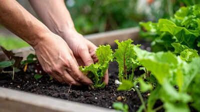 Don’t repot plants in winter: The common mistake that harms houseplants