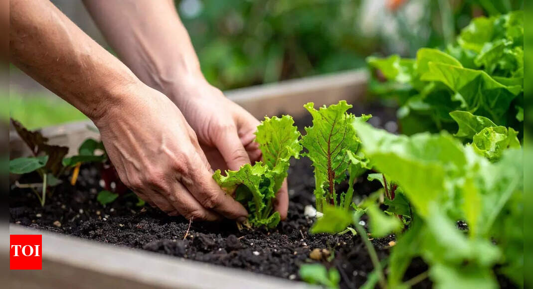 Don’t repot plants in winter: The common mistake that harms houseplants