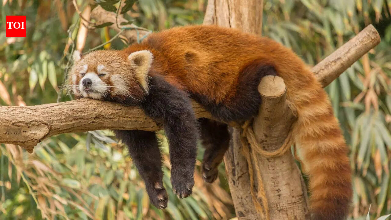 From Manta Ray to Red Panda: 6 Harmless animals in the world
