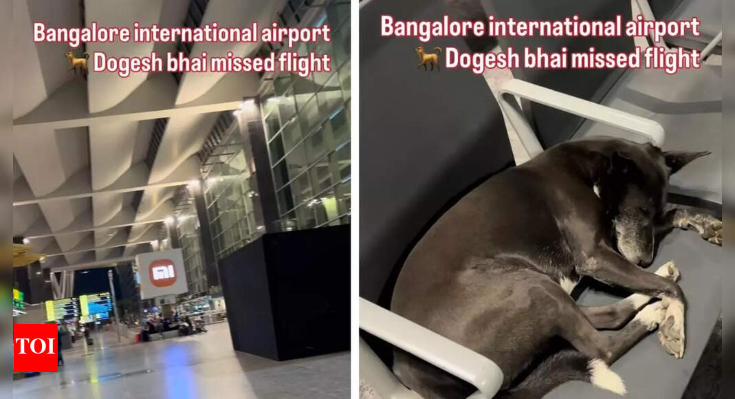 Watch: Bengaluru Airport Dog “Dogesh Bhai” Just Missed the Flight — And Melted Hearts