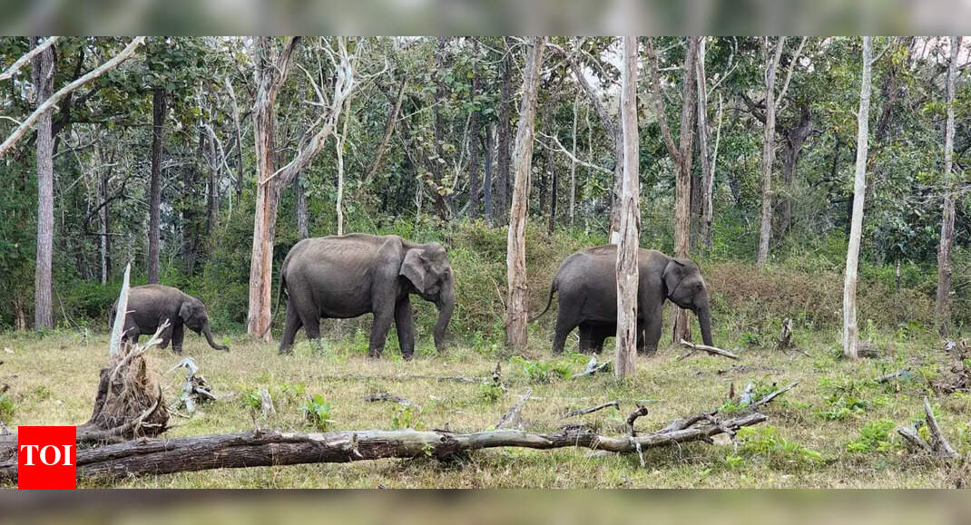 A growing herd: TN now home to 3,170 wild elephants, says new census