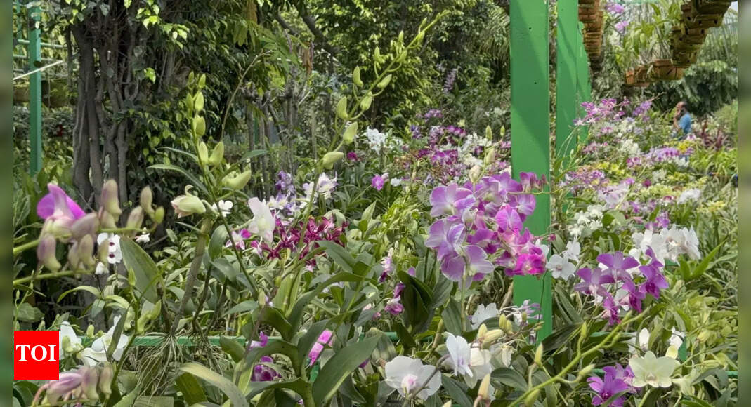 In industrial Jharsuguda, blooming orchids showcase a ‘green revolution’