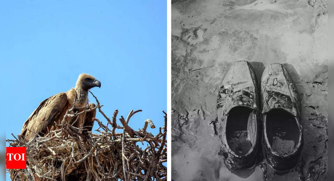 Scientists found a 750-year-old shoe in a vulture nest—what’s inside is shocking
