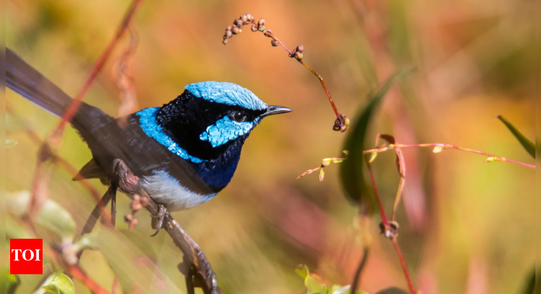 Birds speak a common 'secret' language in different parts of the world to warn about danger