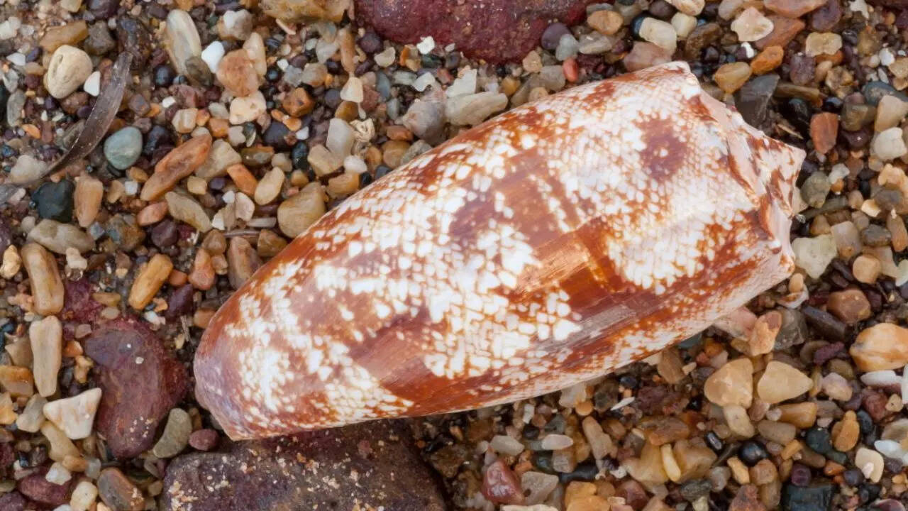 cigarette snail deaths Geographer Cone Snail: World's deadliest snail with beautiful shell and  deadly venom can kill humans within hours
