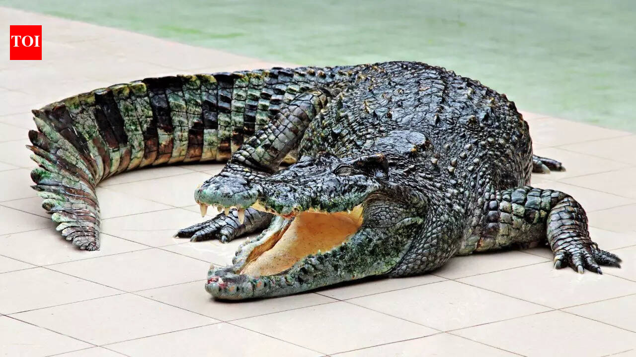 6 Animals with Skin Like Steel and their special attributes