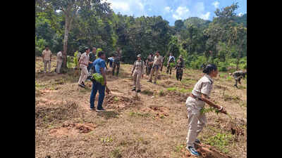 Rayadaga cops’ spl drive help reduce cannabis cultivation