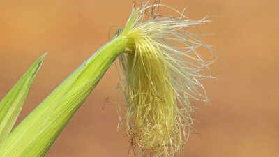 Corn silk could be the hidden superfood that supports digestion kidney function heart health and blood sugar balance