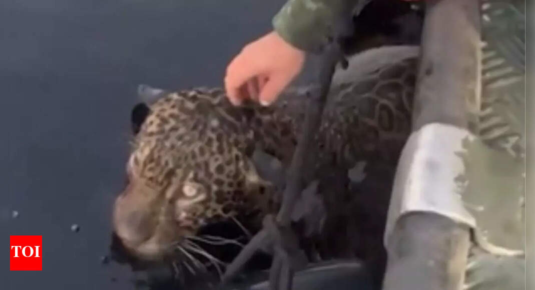 Dramatic rescue in Brazil Jaguar with multiple gunshot wounds pulled
