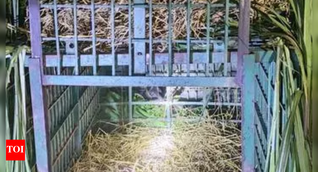 Leopard mauls 9-year-old girl to death in Kheri; 3rd fatal attack in 5 days