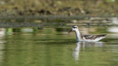 Rare Arctic migratory bird returns to Coimbatore’s Singanallur lake after 12 years