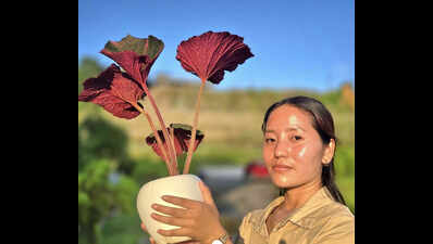 New Begonia species with sparkling red leaves discovered at Basar in Arunachal