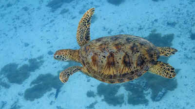 Green turtles rediscovered: Historic comeback reveals decades of conservation success