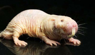The secret to living longer may come from a rodent: How it's unique DNA rewires ageing