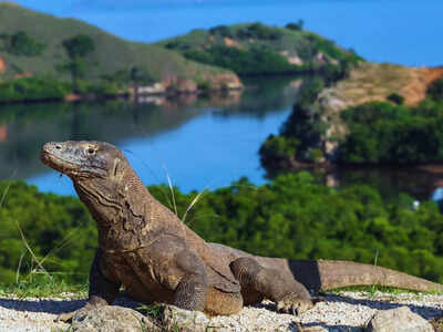 Why this famous National Park in Indonesia has restricted tourist entry suddenly