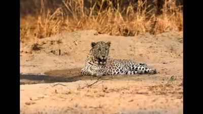 Leopard kills 5-yr-old girl in Maharashtra village