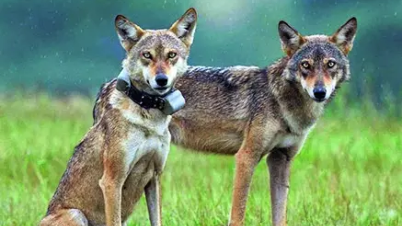 Just 3,000 left in wild, IUCN classifies Indian wolf as 'potential distinct species' | India News - The Times of India