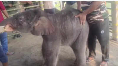 Baby elephant rescued from floodwaters after heartbreaking rejection by mother: IFS officer shares emotional video | Watch