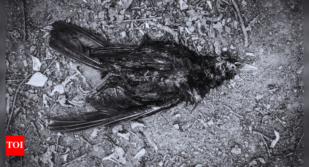 Jatinga Village: Why do birds mysteriously die in this Indian village