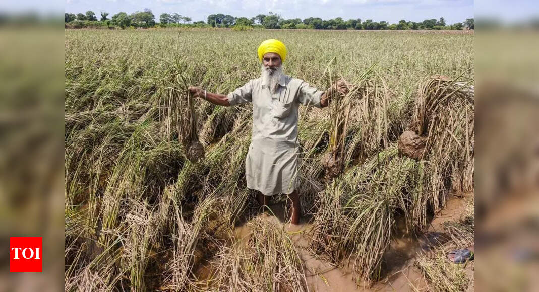 Punjab Cabinet Approves Rs 20,000 per Acre Compensation for Crop Loss Due to Floods