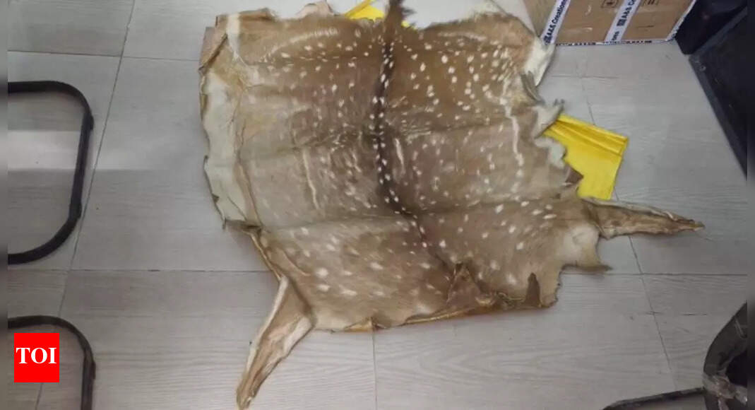 Retd forester arrested for keeping peacock feathers, deer skin at home