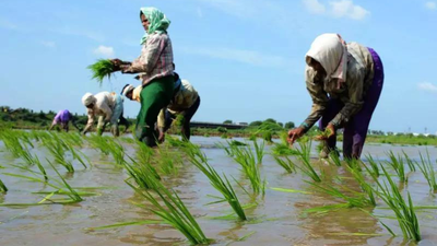 Total acreage of Kharif crops crosses normal sown area of the season; decline seen for oilseeds