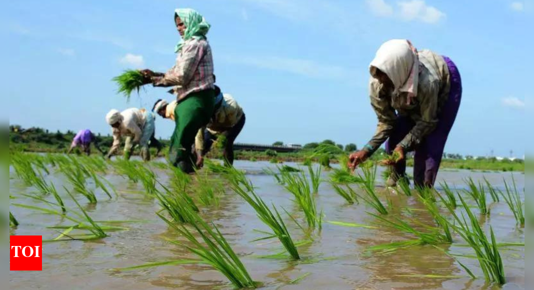 Total acreage of Kharif crops crosses normal sown area of the season; decline seen for oilseeds Total acreage of Kharif crops crosses normal sown area of the season; decline seen for oilseeds