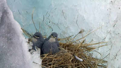  The tiny bird that builds nests on ice above 4,000 metres; know the survival strategy, diet and threats