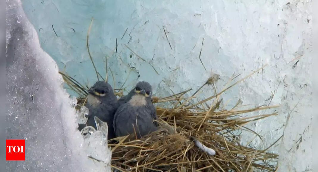 Glacier finch: The tiny bird that builds nests on ice above 4,000 metres; know the survival strategy, diet and threats