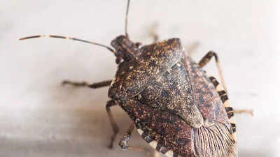 Simple tricks to stop stink bugs from invading your house