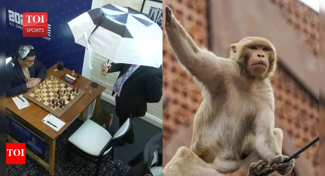 Monkeys, power cuts & leaks: How India hosted chess nationals
