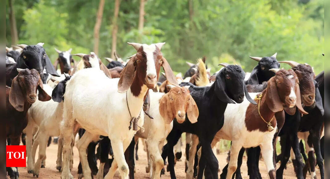 5 popular Indian goat breeds and what makes them special