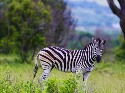 10 black and white animals in the world and where can they be spotted