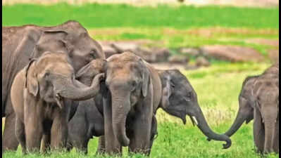 Elephant numbers down 25% in 8 yrs: 1st DNA census