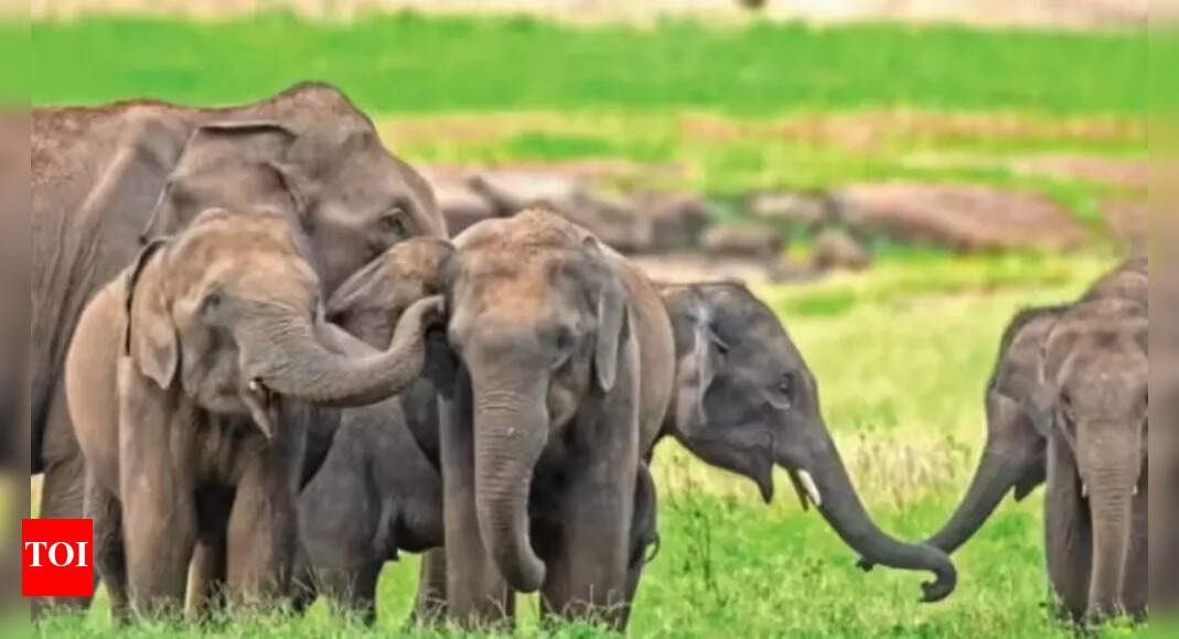 Jumbo fall: India's Elephant numbers down 25% in 8 yrs; what 1st DNA census reveals