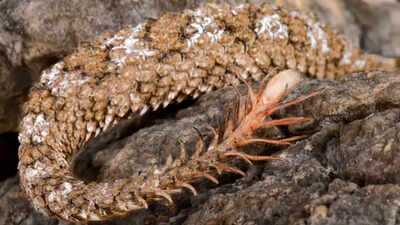 Spider-tailed horned viper: The incredible Iranian snake that tricks birds with a moving spider tail