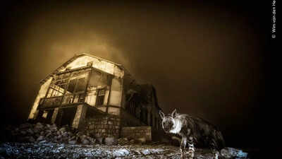 Wildlife Photographer of the Year 2025: The untold story of the ‘ghost hyena’ picture that stunned the world