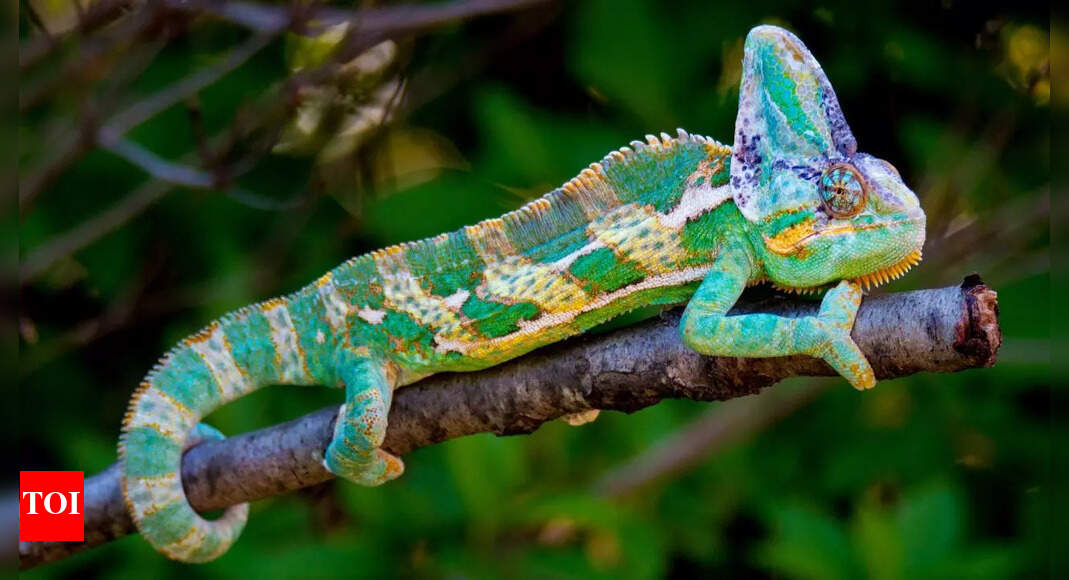 Chameleons: 10 incredible facts about nature’s colour-changing lizards