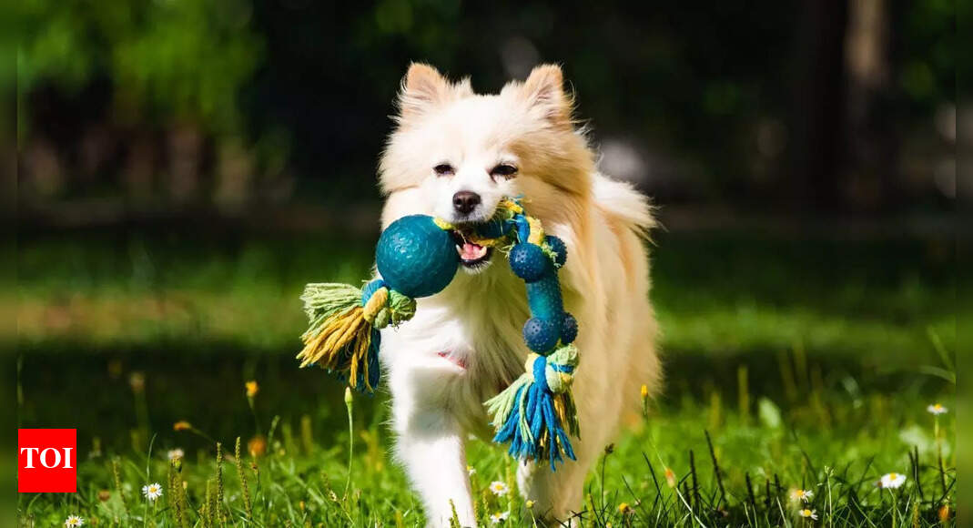 फ़ेच खेलना कुत्तों और मालिकों के लिए क्यों अच्छा है: शारीरिक और मानसिक स्वास्थ्य लाभ |