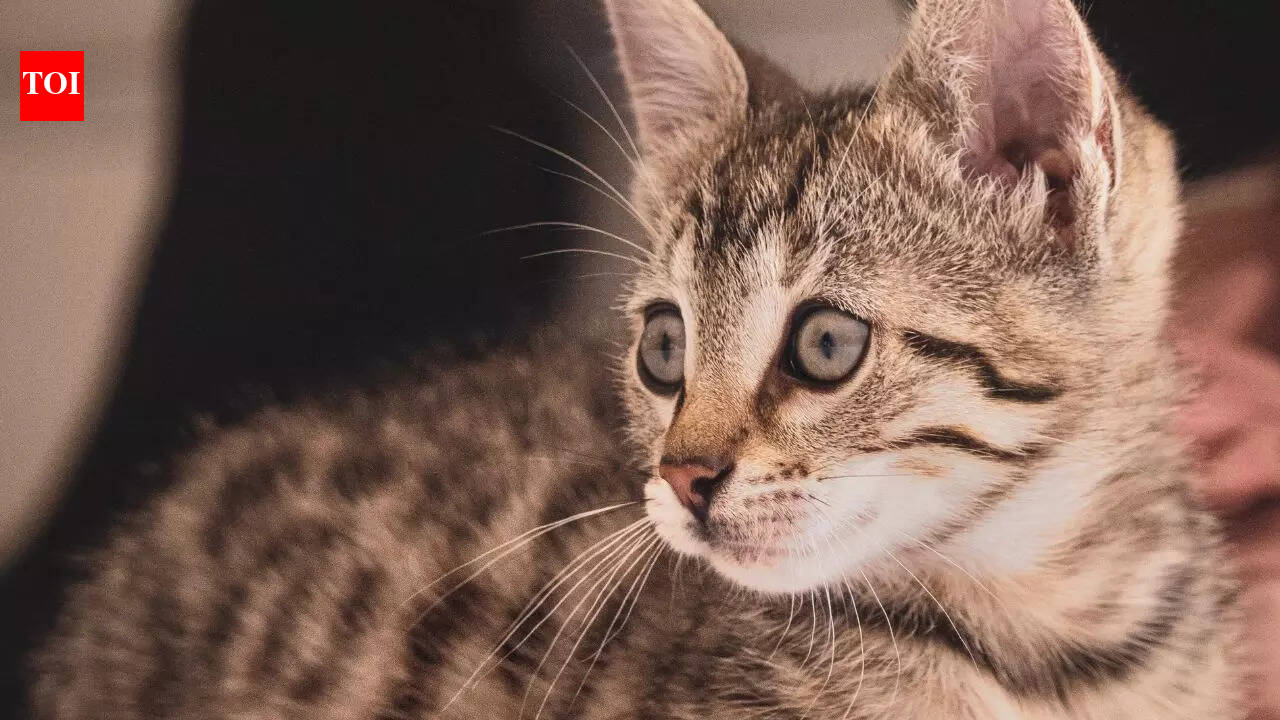 5 popular cat breeds loved across India and beyond