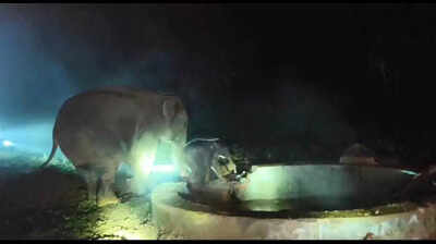 Elephant calf slips into well in Hazaribag, rescued after 8 hours