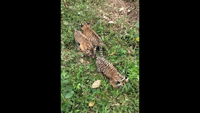 Forest department shifts 3 tiger cubs to rescue centre