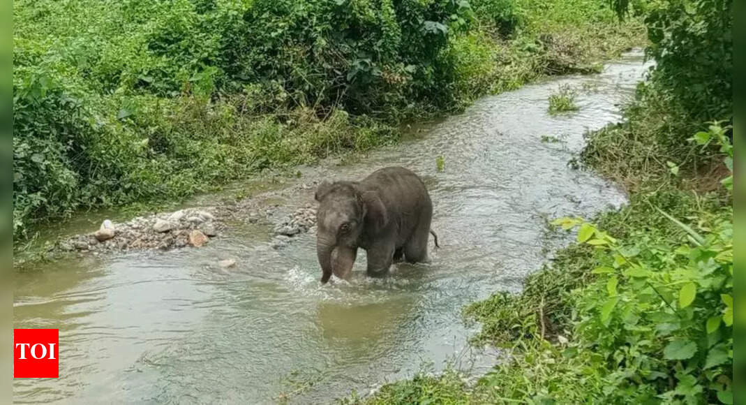 The Times of India - Politics - News Image