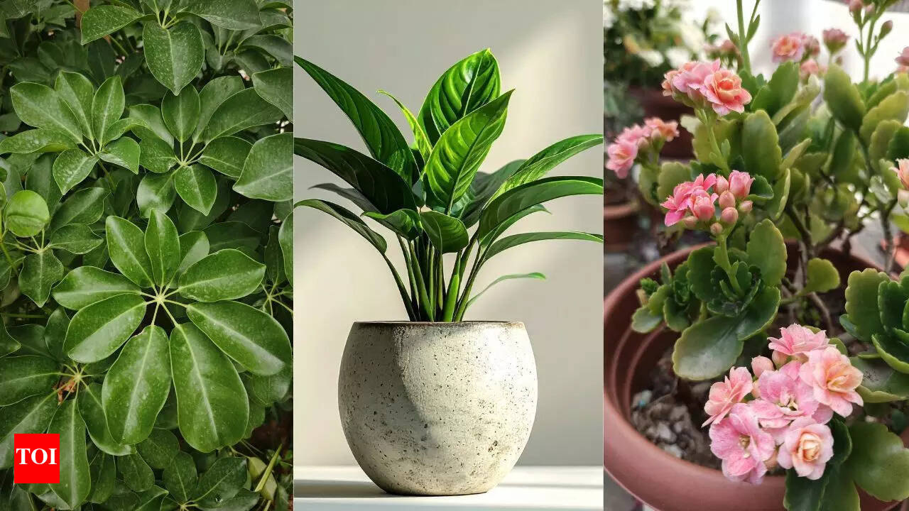 Top 10 easy indoor plants for beginners: Low-maintenance greenery that  thrives anywhere | - The Times of India